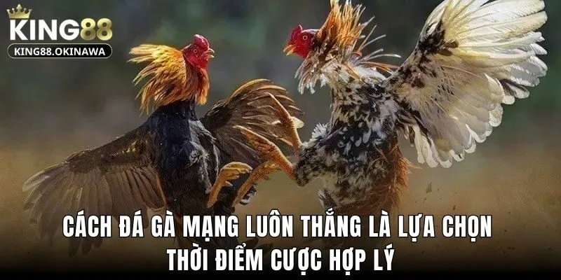 Cách Đá Gà Mạng Luôn Thắng Với Mẹo Đỉnh Cao Từ King88 3 Cách đá gà mạng luôn thắng là lựa chọn thời điểm cược hợp lý