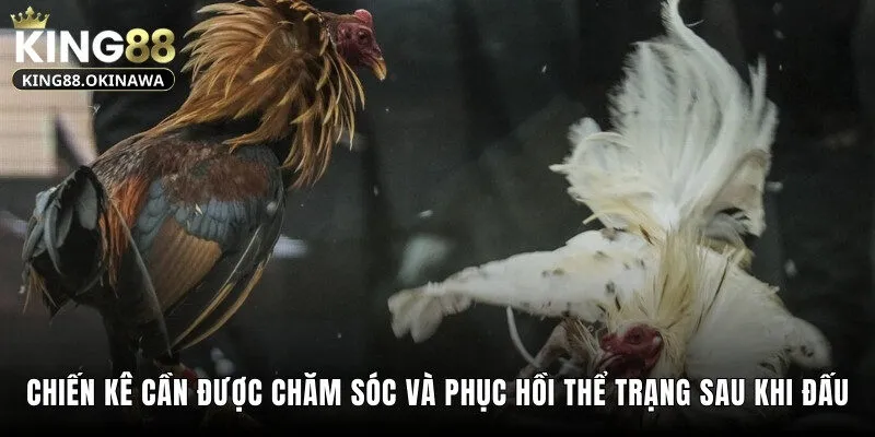Lối Gà Chọi Hay Nhất Khiến Đối Thủ Không Kịp Trở Tay 3 Chiến kê cần được chăm sóc và phục hồi thể trạng sau khi đấu
