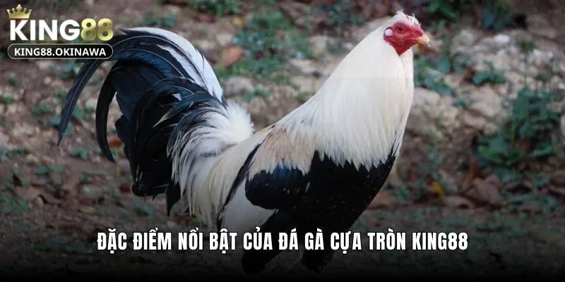 Đá Gà Cựa Tròn - Chiến Kê Tung Hoành Trên Sàn Đấu 2 Đặc điểm nổi bật của đá gà cựa tròn King88