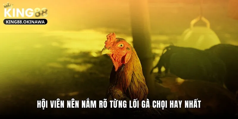 Lối Gà Chọi Hay Nhất Khiến Đối Thủ Không Kịp Trở Tay 1 Hội viên nên nắm rõ từng lối gà chọi hay nhất