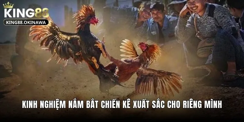 Đá Gà Cựa Tròn - Chiến Kê Tung Hoành Trên Sàn Đấu 3 Kinh nghiệm nắm bắt chiến kê xuất sắc cho riêng mình