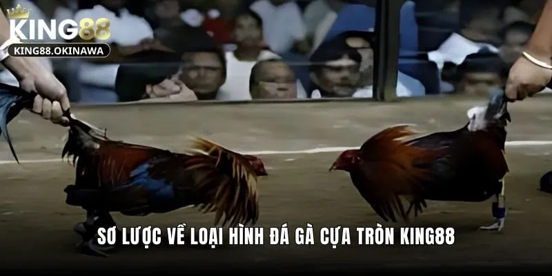 Đá Gà Cựa Tròn - Chiến Kê Tung Hoành Trên Sàn Đấu 1 Sơ lược về loại hình đá gà cựa tròn King88