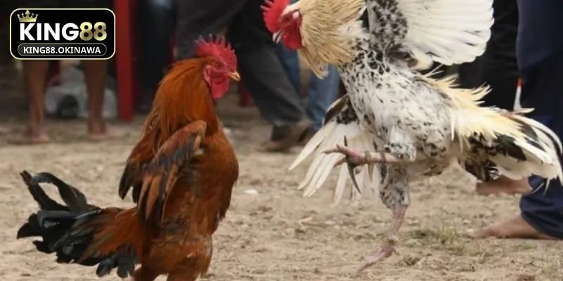 Xem Ngày Đá Gà Chuẩn Phong Thuỷ - Tăng Cơ Hội Thắng Lớn 3 Ảnh hưởng của việc chọn ngày tốt khi tham gia đấu kê