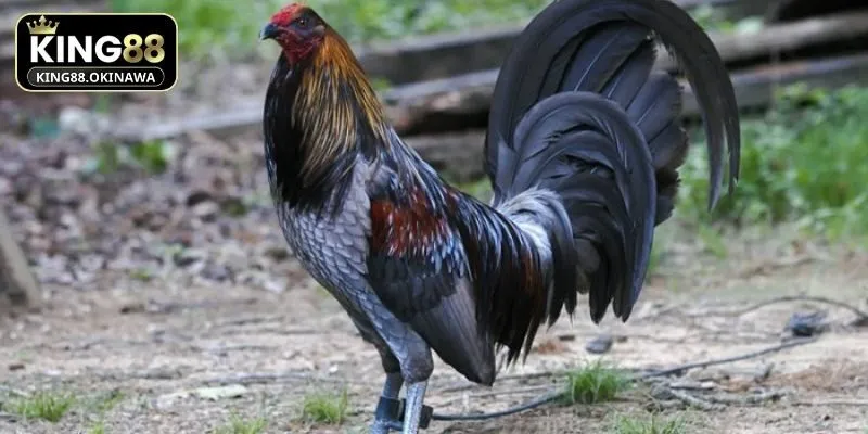 Đá Gà Mỹ - Chiến Kê Tung Đòn Hiểm, Lộc Lá Về Đầy Tay 2 Chiến kê tham gia đá gà Mỹ sở hữu sức mạnh bền bỉ