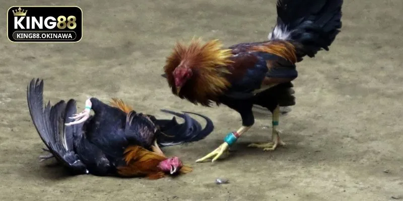 Đá Gà Chọi - Mẹo Chơi Thắng Đậm Cho Hội Viên Tại King88 2 Chọi kê cựa sắt được hội viên tại King88 yêu thích