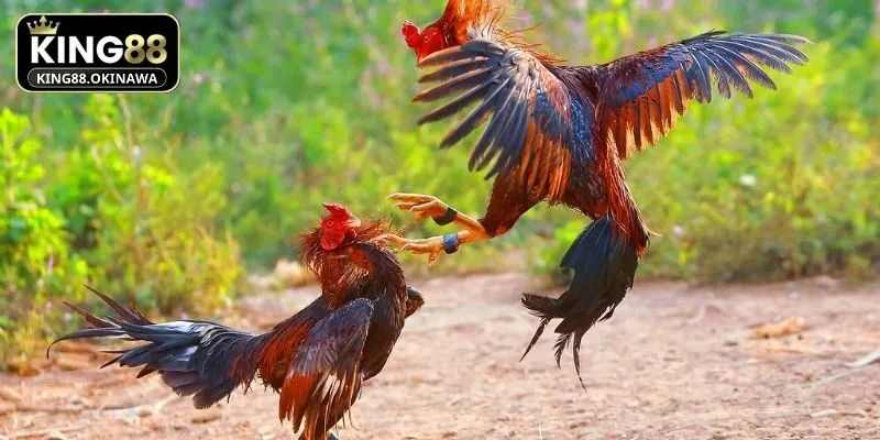 Đá Gà Nòi - Bí Kíp Đặt Cược Thắng Siêu Lớn Tại King88 2 Cửa hòa BDD tại King88 có tỷ lệ trả thưởng rất cao