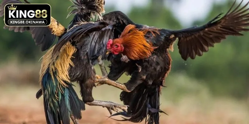 Đá Gà Chọi - Mẹo Chơi Thắng Đậm Cho Hội Viên Tại King88 1 Giới thiệu về đá gà chọi tại King88