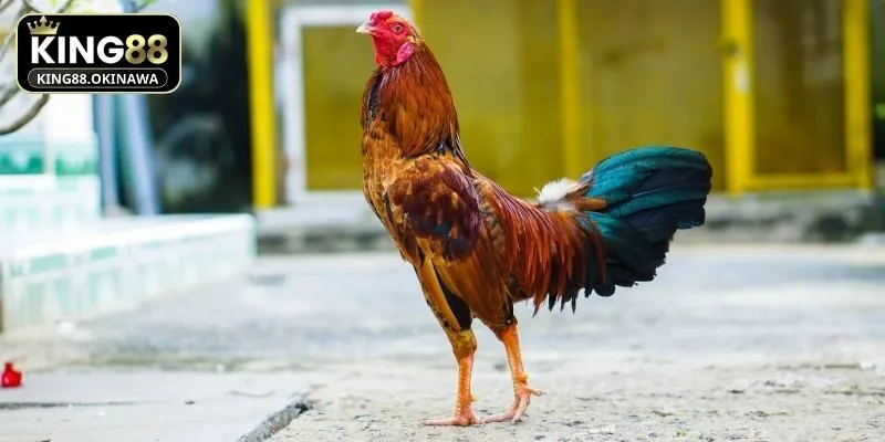 Gà Chọi Đẹp Nhất Thế Giới Khiến Sân Đấu Nổ Bừng Sức Mạnh 2 Giống gà chọi đẹp nhất thế giới tại Việt Nam