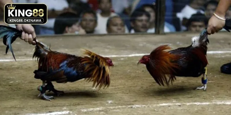 Đá Gà Mỹ - Chiến Kê Tung Đòn Hiểm, Lộc Lá Về Đầy Tay 1 Hình thức cá cược căng thẳng mang lại cảm xúc mãnh liệt