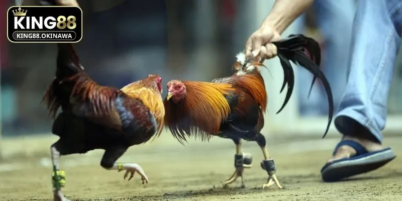 Đá Gà Chọi - Mẹo Chơi Thắng Đậm Cho Hội Viên Tại King88 3 Hội viên tại King88 có thể xem lịch sử đấu của chiến kê