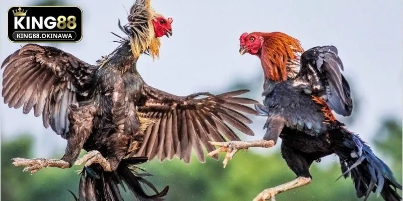 Đá Gà Nòi - Bí Kíp Đặt Cược Thắng Siêu Lớn Tại King88 3 Hội viên tại King88 nên chọn chiến kê tốt để đặt cược