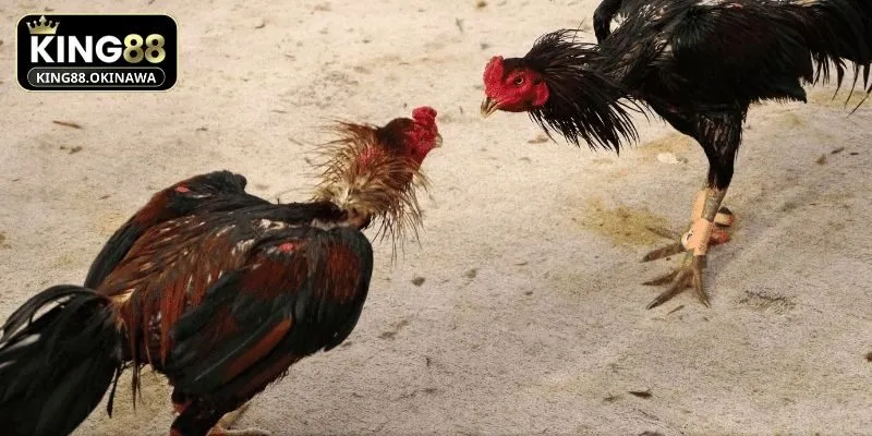 Đá Gà Mỹ - Chiến Kê Tung Đòn Hiểm, Lộc Lá Về Đầy Tay 3 Kênh tham khảo quan trọng đều nâng cao trình độ