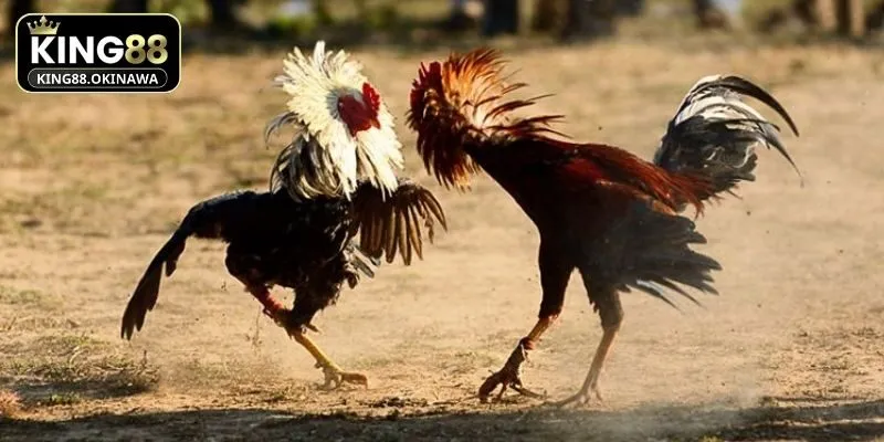 Màu Mạng Gà Đá Chuẩn Ngũ Hành Chiến Thắng Mọi Trận 1 Khái quát sơ lược đôi nét chính về màu mạng gà đá King88