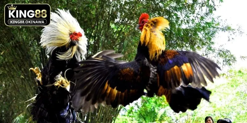 Gà Chọi Đẹp Nhất Thế Giới Khiến Sân Đấu Nổ Bừng Sức Mạnh 3 Kinh nghiệm đọc hình thái để chọn kê chiến tinh nhuệ