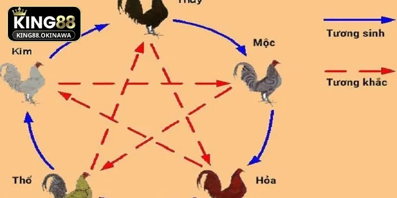 Màu Mạng Gà Đá Chuẩn Ngũ Hành Chiến Thắng Mọi Trận 2 Những ảnh hưởng của màu mạng lên các chiến kê King88