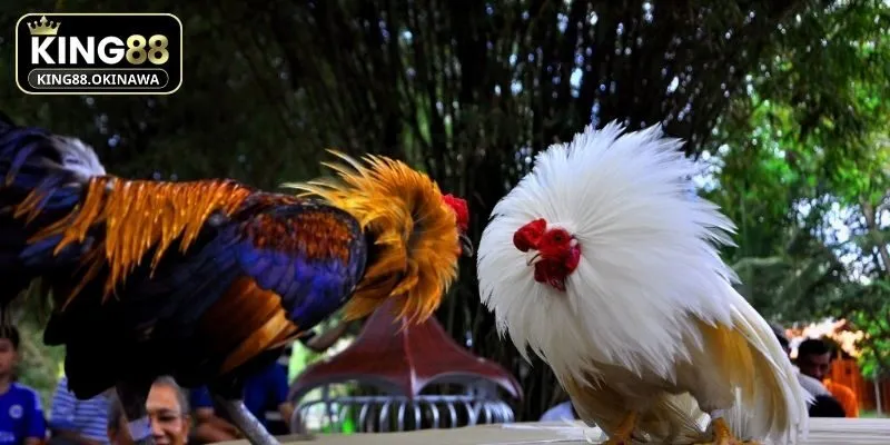 Gà Chọi Đẹp Nhất Thế Giới Khiến Sân Đấu Nổ Bừng Sức Mạnh 1 Sắc lông nổi bật tạo dấu ấn riêng cho mỗi chiến kê