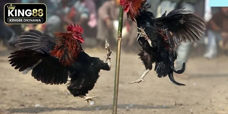 Xem Ngày Đá Gà Chuẩn Phong Thuỷ - Tăng Cơ Hội Thắng Lớn